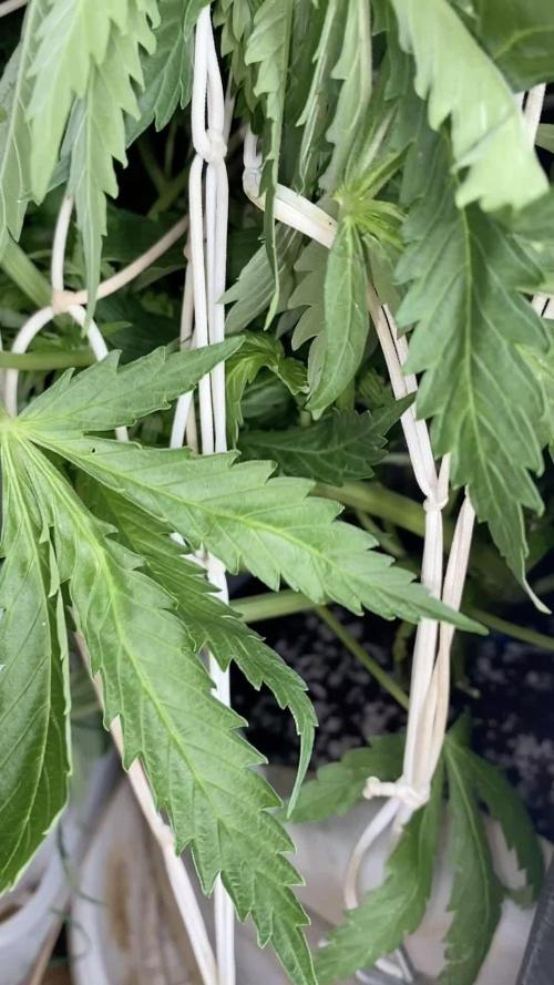 Durban Poizon Indoor