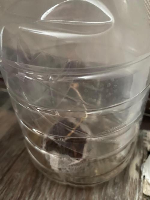 First GoldenSands Indoor rep. Week 0 - D6