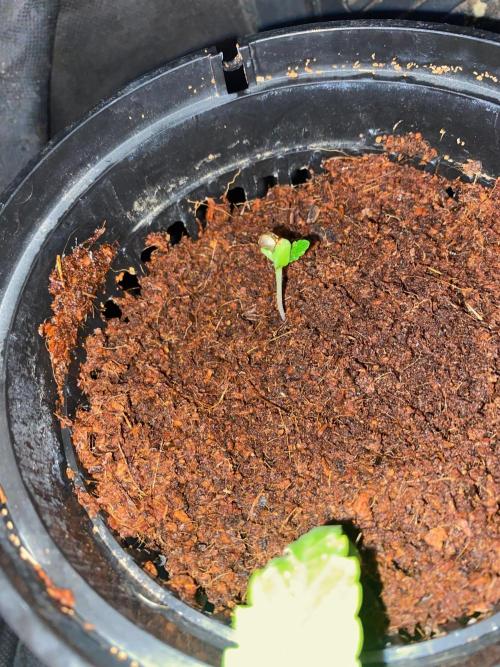 First GoldenSands Indoor rep. Week 1 - D10 - 1st after replacement