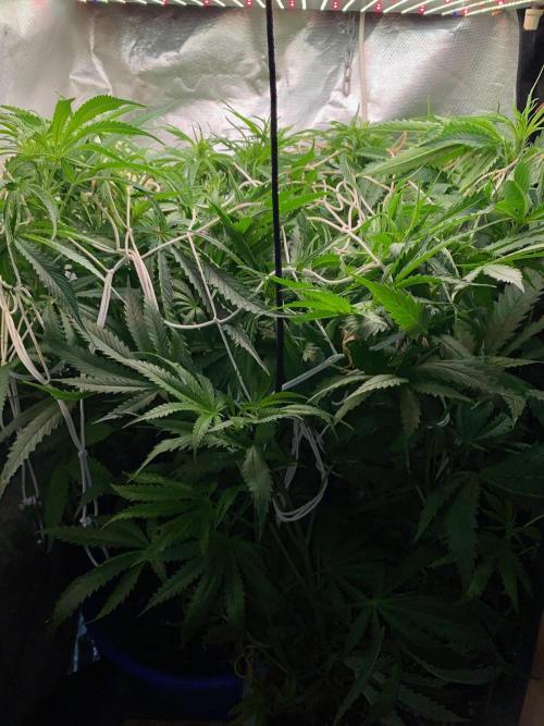 Durban Poizon Indoor. Week 8