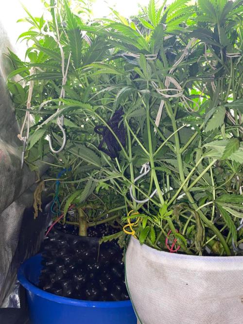 Durban Poizon Indoor. Week 8