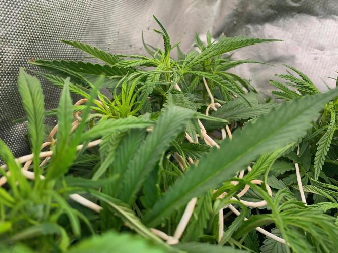 Durban Poizon Indoor. Week 8