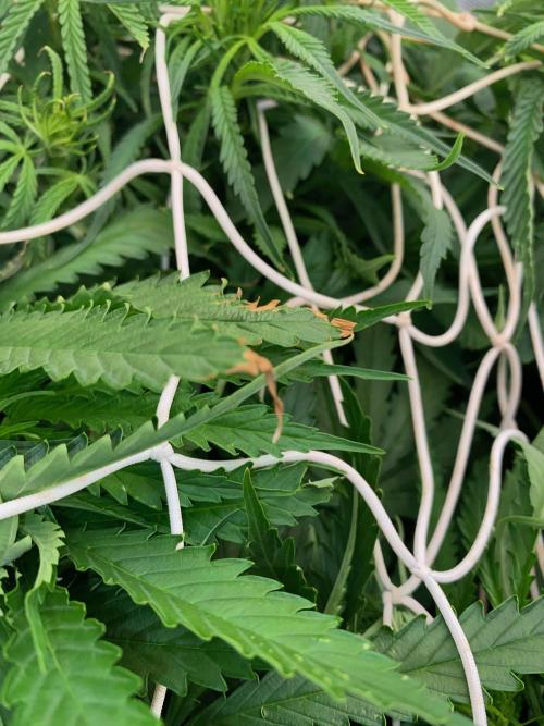 Durban Poizon Indoor. Week 8 - trouble