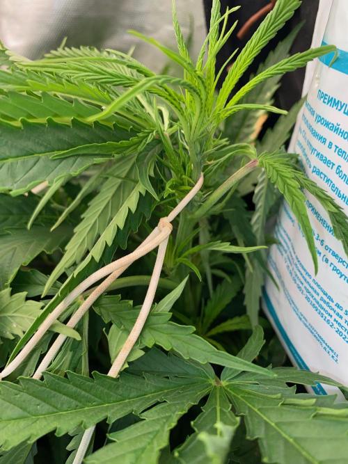 Durban Poizon Indoor. Week 8