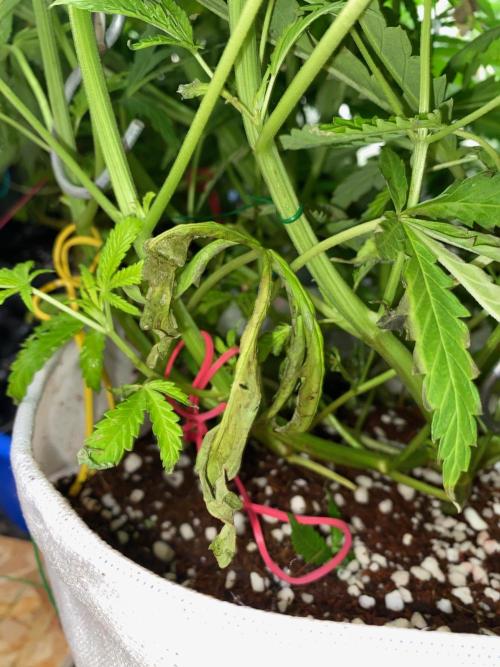 Durban Poizon Indoor. Week 8