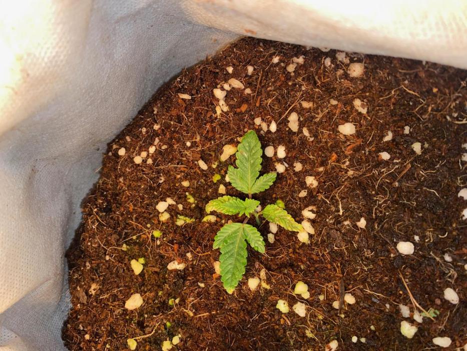 First GoldenSands Indoor rep. Week 2