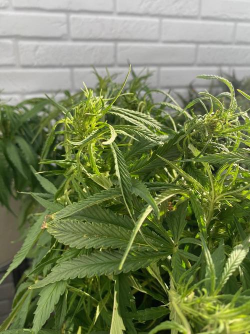 Durban Poizon Indoor. Week 9