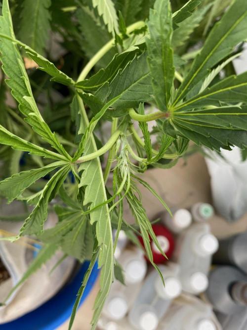 Durban Poizon Indoor. Week 9