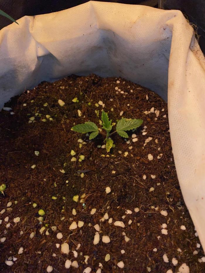 First GoldenSands Indoor rep. Week 3