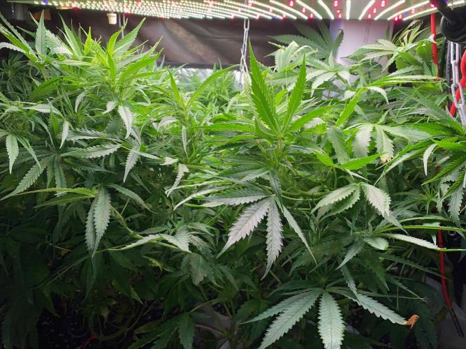 Durban Poizon Indoor. Week 10