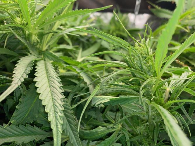 Durban Poizon Indoor. Week 10