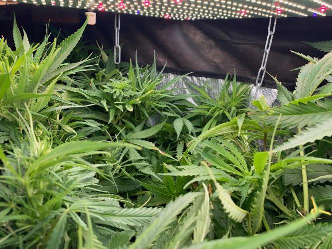 Durban Poizon Indoor. Week 10