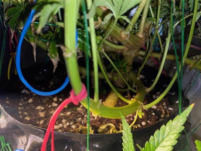 Durban Poizon Indoor. Week 10