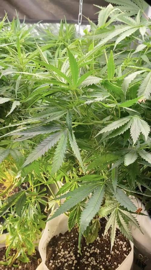 Durban Poizon Indoor