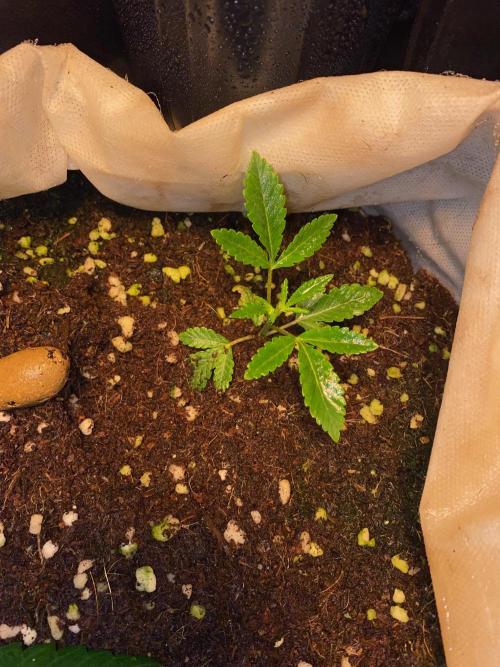 First GoldenSands Indoor rep. Week 4 - d29