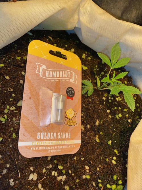 First GoldenSands Indoor rep. Week 4 - D30