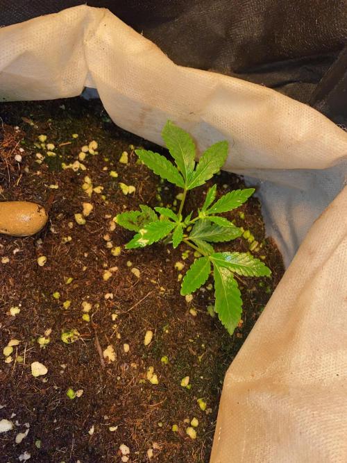 32% THC | -30 °C winter balcony indoor. Week 4 - D31