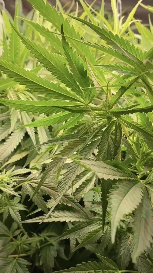 Durban Poizon Indoor