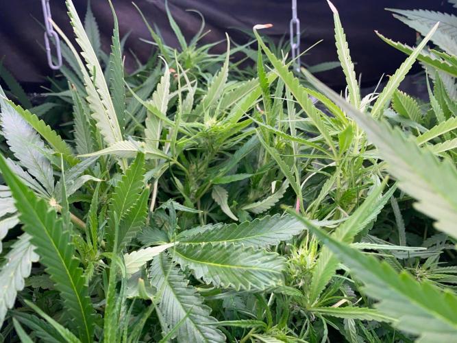 Durban Poizon Indoor. Week 11