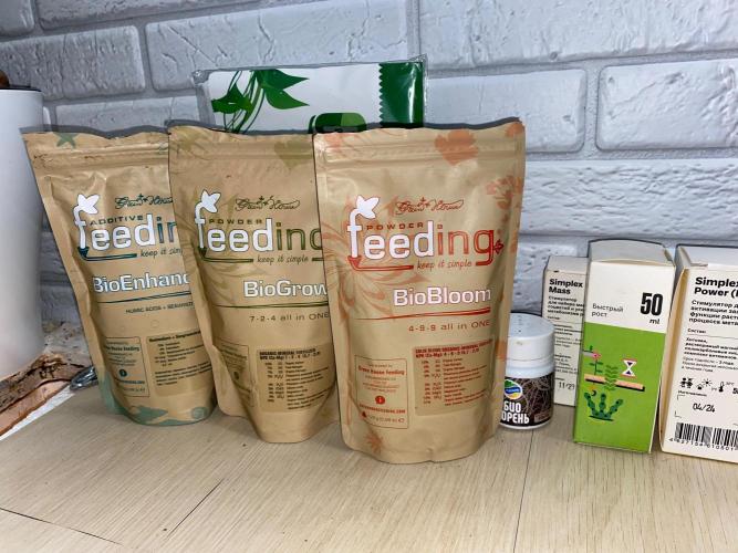 Durban Poizon Indoor. Week 12