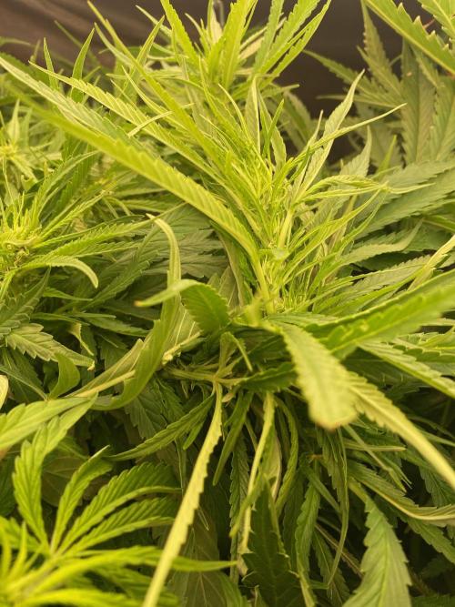 Durban Poizon Indoor. Week 12