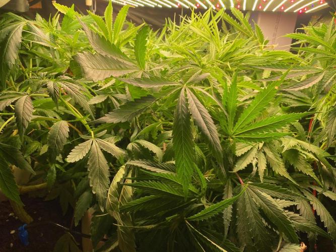 Durban Poizon Indoor. Week 12