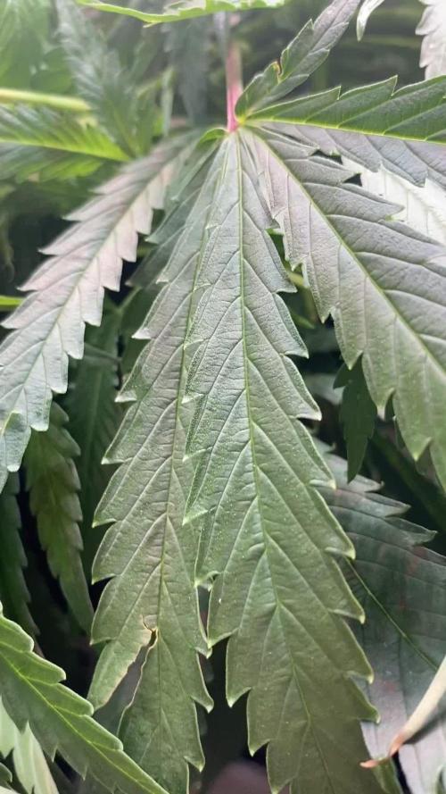 Durban Poizon Indoor