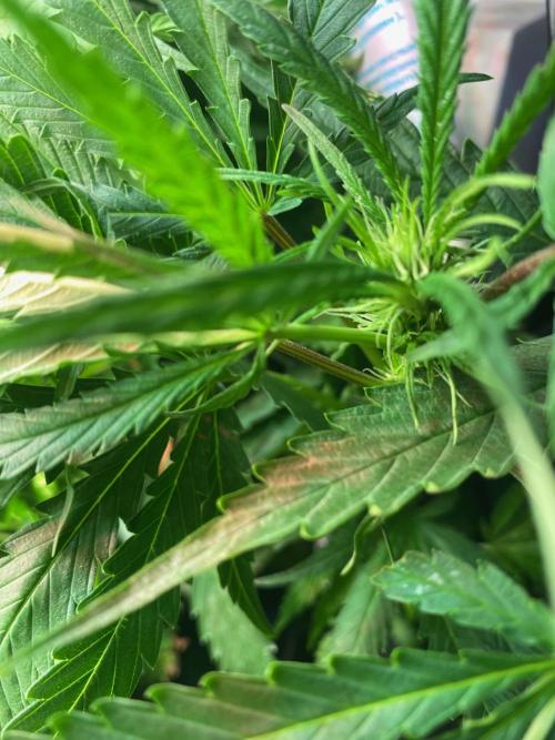 Durban Poizon Indoor. Week 12