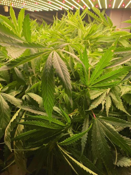 Durban Poizon Indoor. Week 12