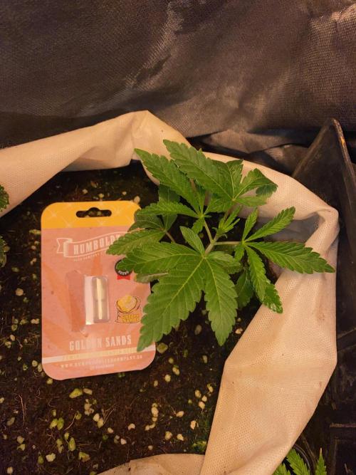 32% THC | -30 °C winter balcony indoor. Week 5