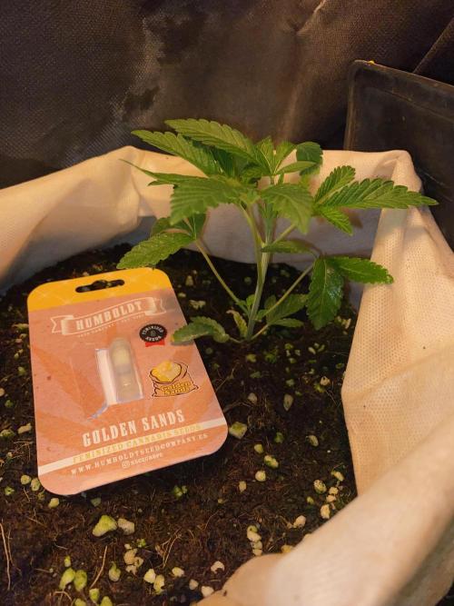 32% THC | -30 °C winter balcony indoor. Week 5