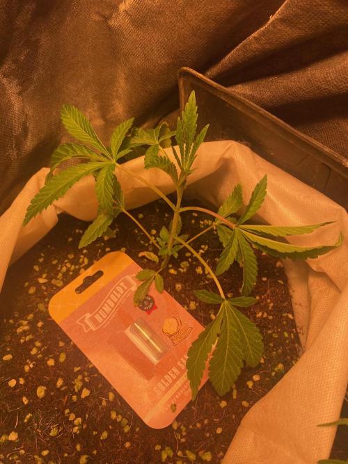 32% THC | -30 °C winter balcony indoor. Week 5 - D40