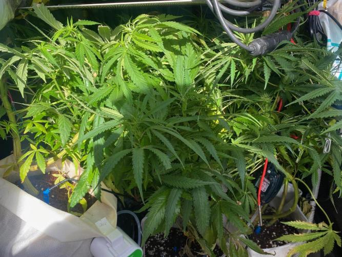 Durban Poizon Indoor. Week 13