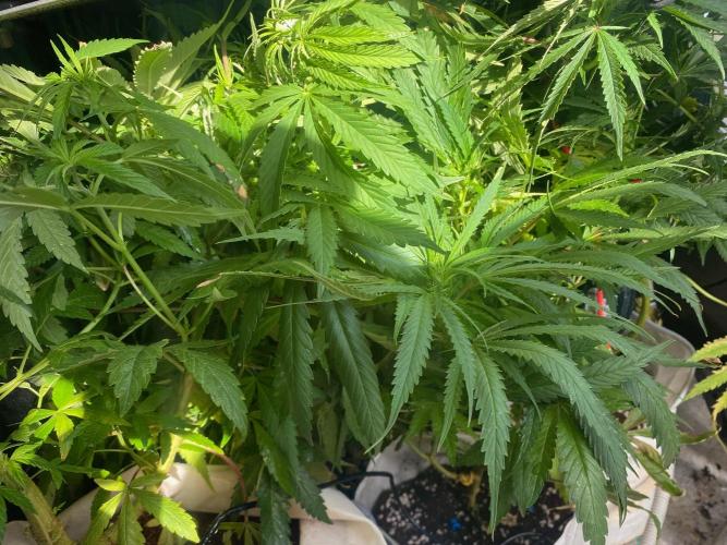 Durban Poizon Indoor. Week 13