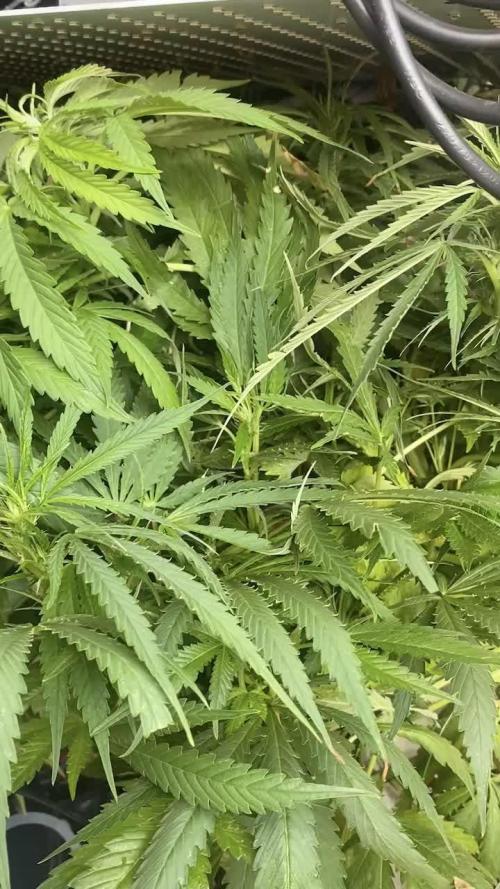 Durban Poizon Indoor