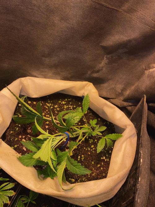 32% THC | -30 °C winter balcony indoor. Week 6 - D43