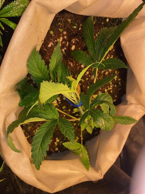 32% THC | -30 °C winter balcony indoor. Week 6 - D43