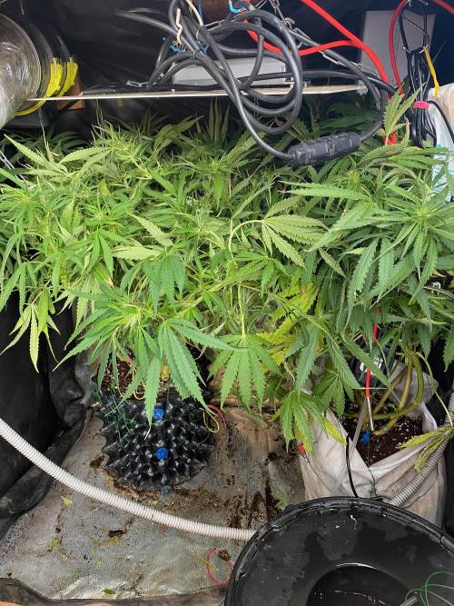 Durban Poizon Indoor. Week 13 - D87