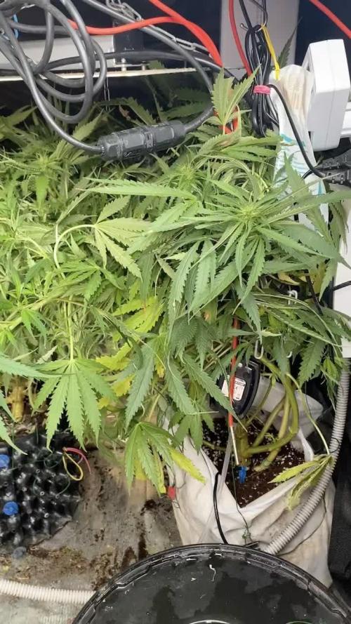 Durban Poizon Indoor