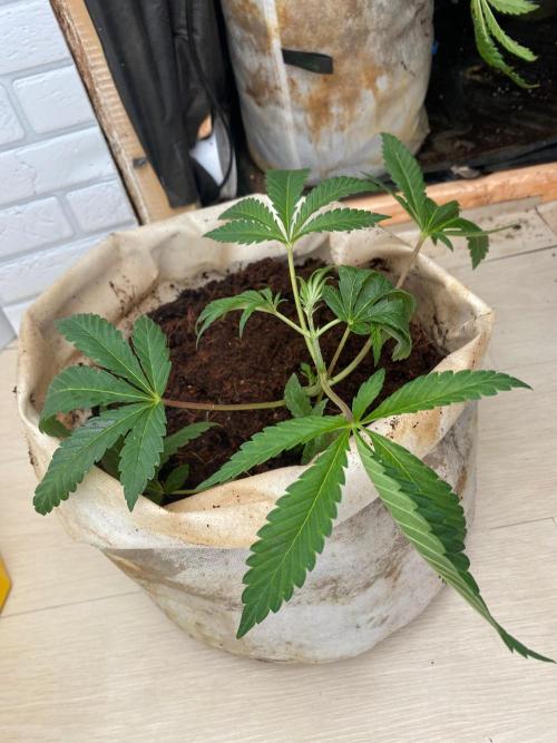 32% THC | -30 °C winter balcony indoor. Week 7