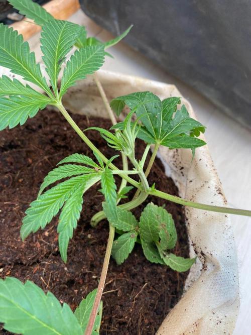 32% THC | -30 °C winter balcony indoor. Week 7