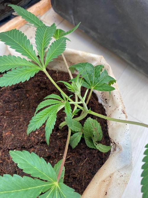 32% THC | -30 °C winter balcony indoor. Week 7