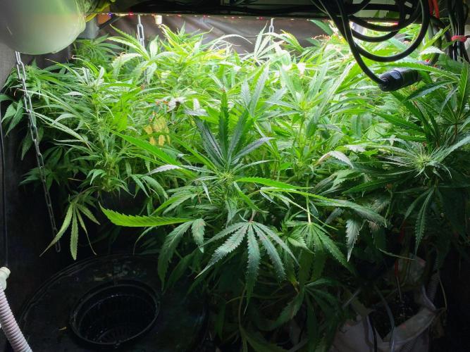 Durban Poizon Indoor. Week 14