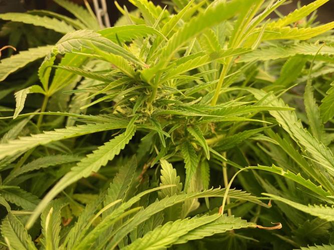 Durban Poizon Indoor. Week 14