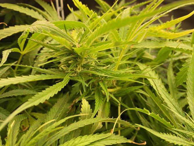 Durban Poizon Indoor. Week 14