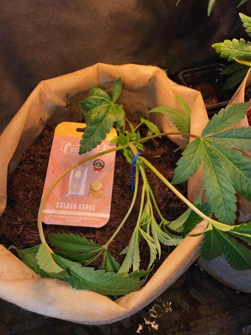 32% THC | -30 °C winter balcony indoor. Week 7 - D48