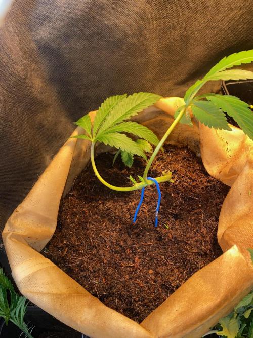 HPS. Week 7