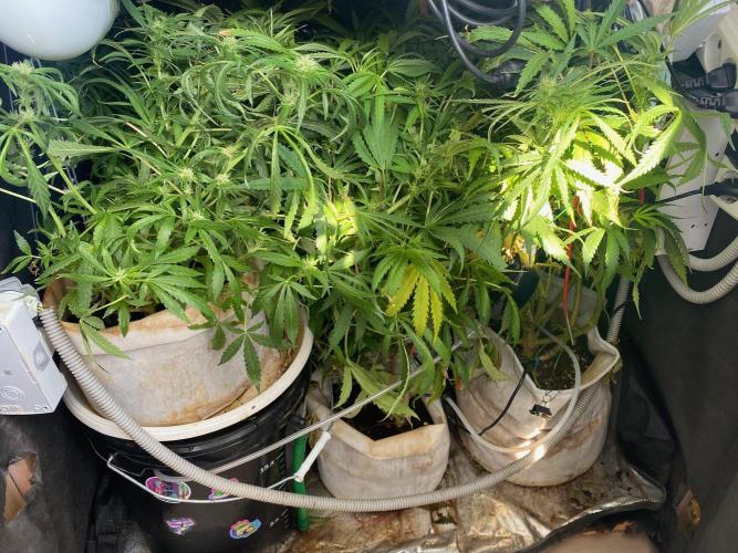 Durban Poizon Indoor. Week 14 - D94