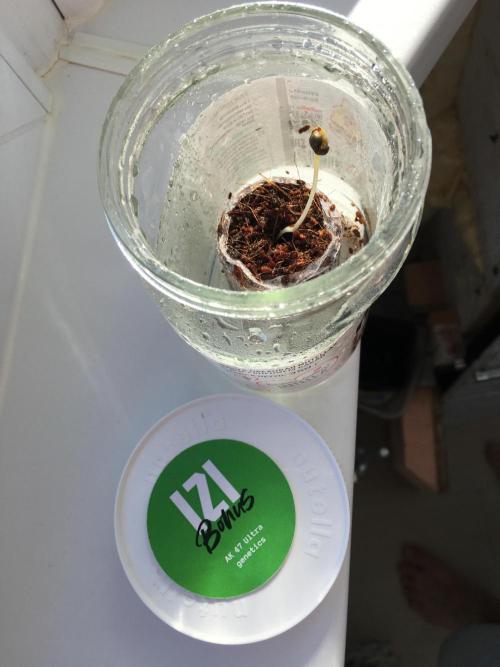 IZI AK47 Fem Indoor. Week 0