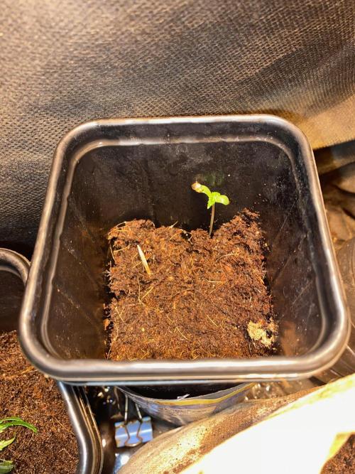 IZI AK47 Fem Indoor. Week 1 - D7